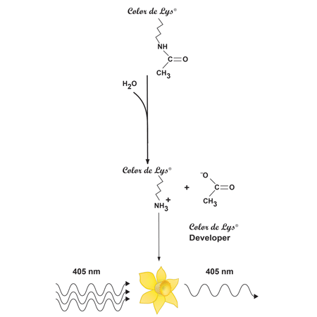 COLOR DE LYS® HDAC colorimetric activity assay kit schematic