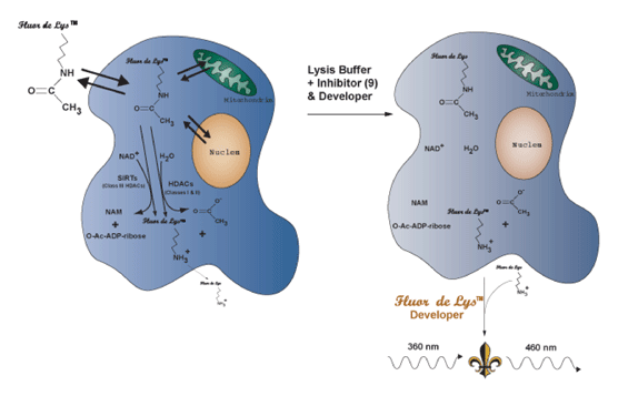 FLUOR DE LYS® HDAC fluorometric cellular activity assay kit fluordelys