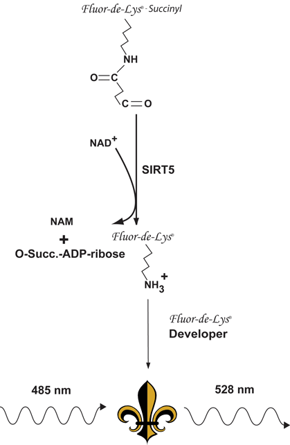 FLUOR DE LYS® Green SIRT5 fluorometric drug discovery assay kit scheme
