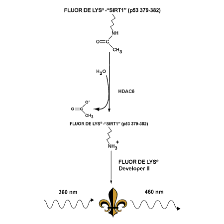 FLUOR DE LYS HDAC6 fluorometric drug discovery kit schematic