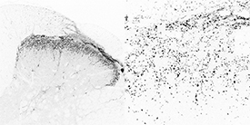 Calcitonin gene related peptide polyclonal antibody Immunohistochemistry