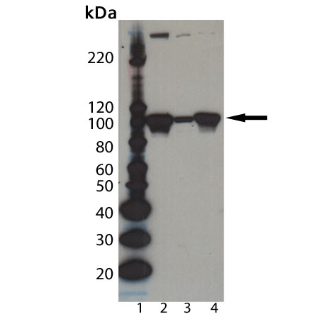 Dishevelled-2 polyclonal antibody Western blot