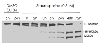 α Fodrin monoclonal antibody (AA6) Western blot