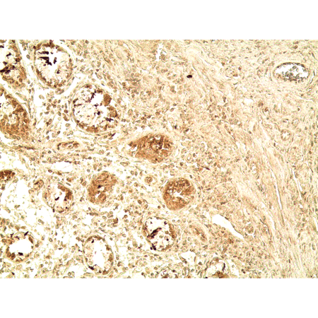 Glucagon like peptide 1 polyclonal antibody Immunohistochemistry