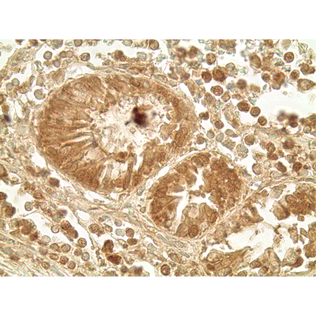 Glucagon like peptide 1 polyclonal antibody Immunohistochemistry