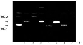 Heme oxygenase 1 polyclonal antibody Western blot