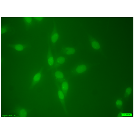 SUMO-2 (human) polyclonal antibody Immunocytochemistry