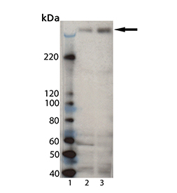 Huntingtin polyclonal antibody Western blot