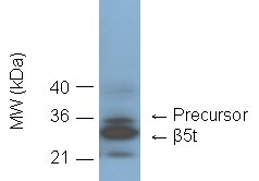 Proteasome 20S β5t subunit (human) monoclonal antibody (b8-17) Western blot