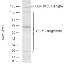 USP19 polyclonal antibody Western blot