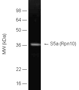 S5a (human) polyclonal antibody Western blot