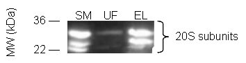 Proteasome purification kit Western blot