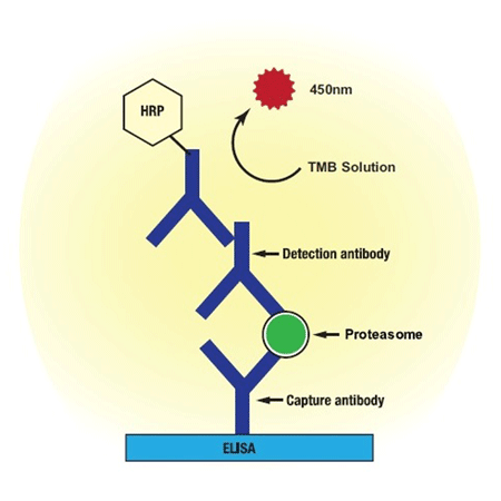 Proteasome ELISA kit image