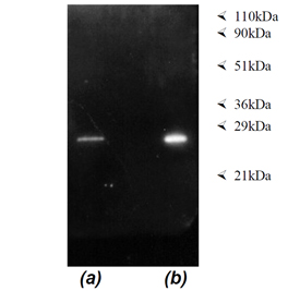 Proteasome 20S α4 subunit (human) monoclonal antibody (MCP34) Immunoprecipitation
