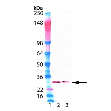 Proteasome 20S beta2 subunit monoclonal antibody (MCP168) Western Blot