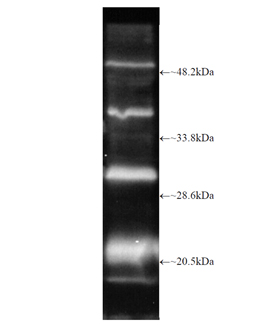 Proteasome 20S β2i subunit polyclonal antibody Western blot