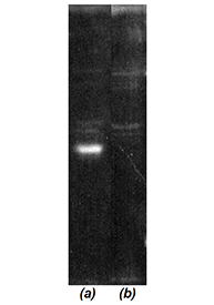 COP9 signalosome Csn6 subunit (human) polyclonal antibody Western blot