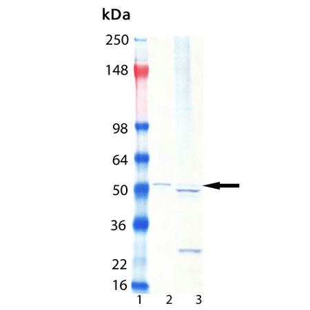 Proteasome 19S Rpt3/S6b subunit monoclonal antibody (TBP7-27) Western Blot