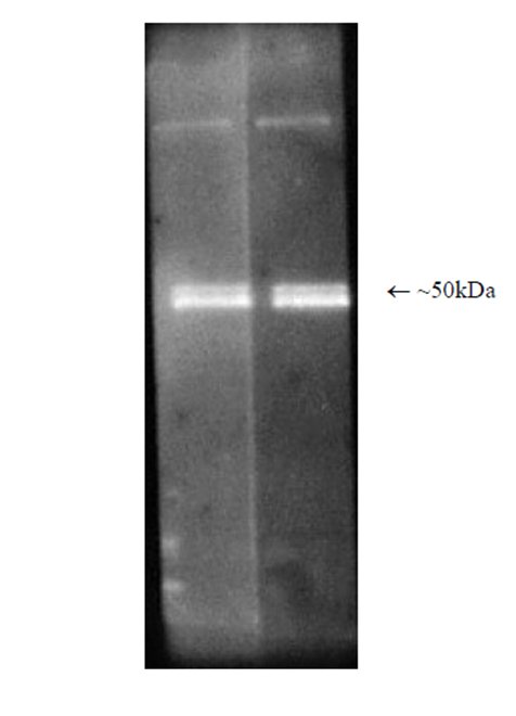 Proteasome 19S Rpt5/S6a subunit monoclonal antibody (TBP1-19) Western blot