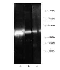 Proteasome 19S Rpt4/S10b subunit monoclonal antibody (p42-23) Western blot