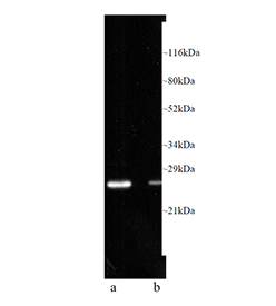Proteasome 20S β5i subunit monoclonal antibody (LMP7-1) Western blot