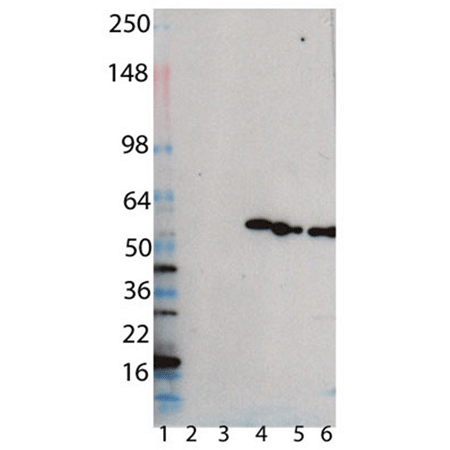 Proteasome 19S Rpn10/S5a subunit monoclonal antibody (S5a-18) Western blot