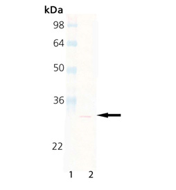 Proteasome 20S β2 subunit monoclonal antibody (MCP165) Western blot