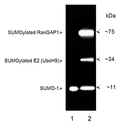 SUMO-1 (human) (CT) polyclonal antibody Western blot