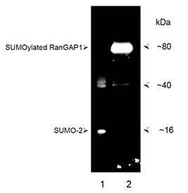 SUMO-2/3 (human) (NT) polyclonal antibody Western blot