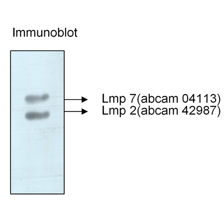 Immunoproteasome 20S (human), (purified) Western blot