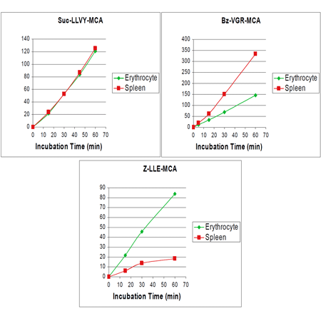 Immunoproteasome 20S (human), (purified) activity