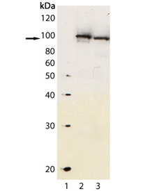 Aryl hydrocarbon receptor polyclonal antibody Western blot