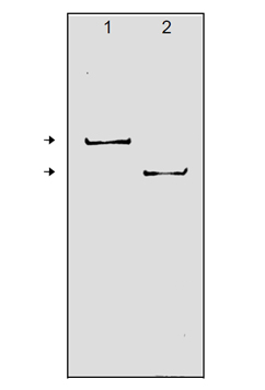 PARP-1 monoclonal antibody (C-2-10) Western blot