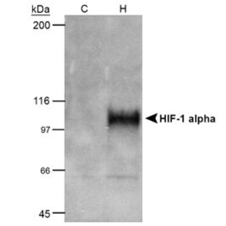 HIF-1α monoclonal antibody (H1α67) Western blot