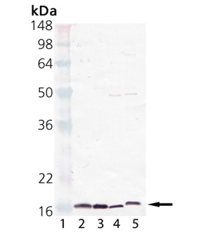 Cyclophilin A polyclonal antibody Western blot