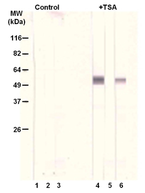 [K(Ac)40]α-Tubulin polyclonal antibody Western blot