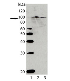 AhR polyclonal antibody Western blot