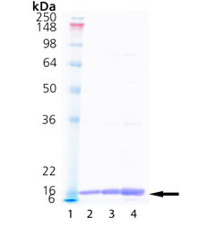Cyclophilin A (human), (recombinant) SDS-PAGE