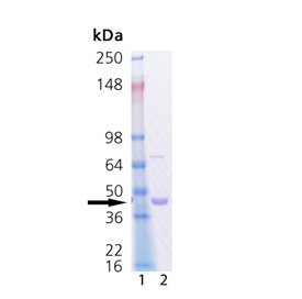 LAR (human), (recombinant) SDS-PAGE
