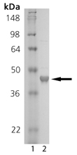 T cell protein tyrosine phosphatase (human), (recombinant) SDS-PAGE