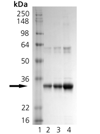 H-Ras (wild-type) (human), (recombinant) SDS-PAGE