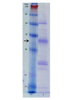 HDAC8 (human), (recombinant) SDS-PAGE
