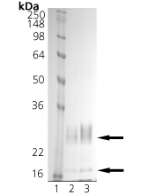 Caspase-11 (mouse), (recombinant) SDS-PAGE