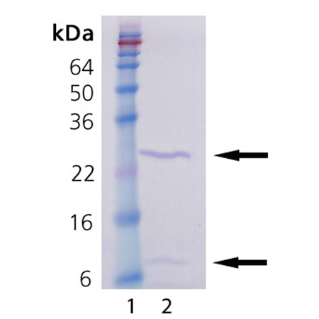 Caspase-1 (human), (recombinant) SDS-PAGE