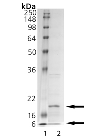 Caspase-6 (human), (recombinant) SDS-PAGE