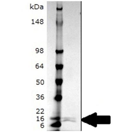 Caspase-8 (human), (recombinant) SDS-PAGE