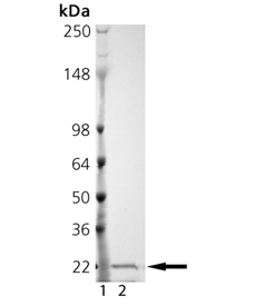 MMP-13 (catalytic domain) (human), (recombinant) SDS-PAGE
