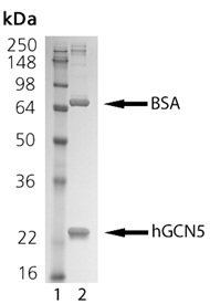 GCN5 (human), (recombinant) SDS-PAGE