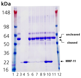 MMP-11 (catalytic domain) (human), (recombinant) SDS-PAGE