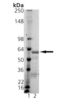 14-3-3ε (human), (recombinant) (GST-tag) SDS-PAGE